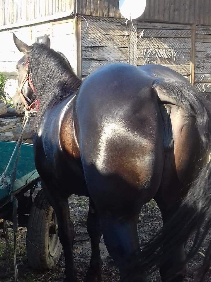 mares 28 photo 2018 08 20 06 50 09