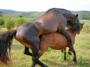 horse