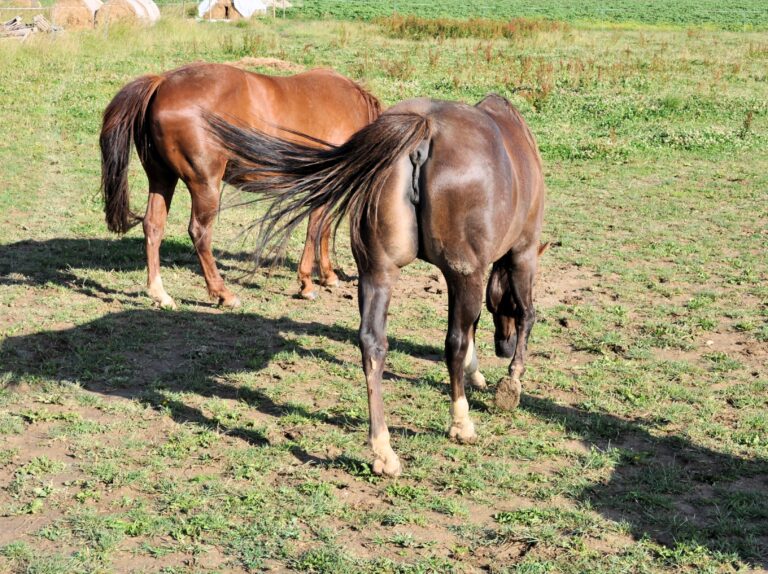 well-built-mare-characteristics-care-hygiene