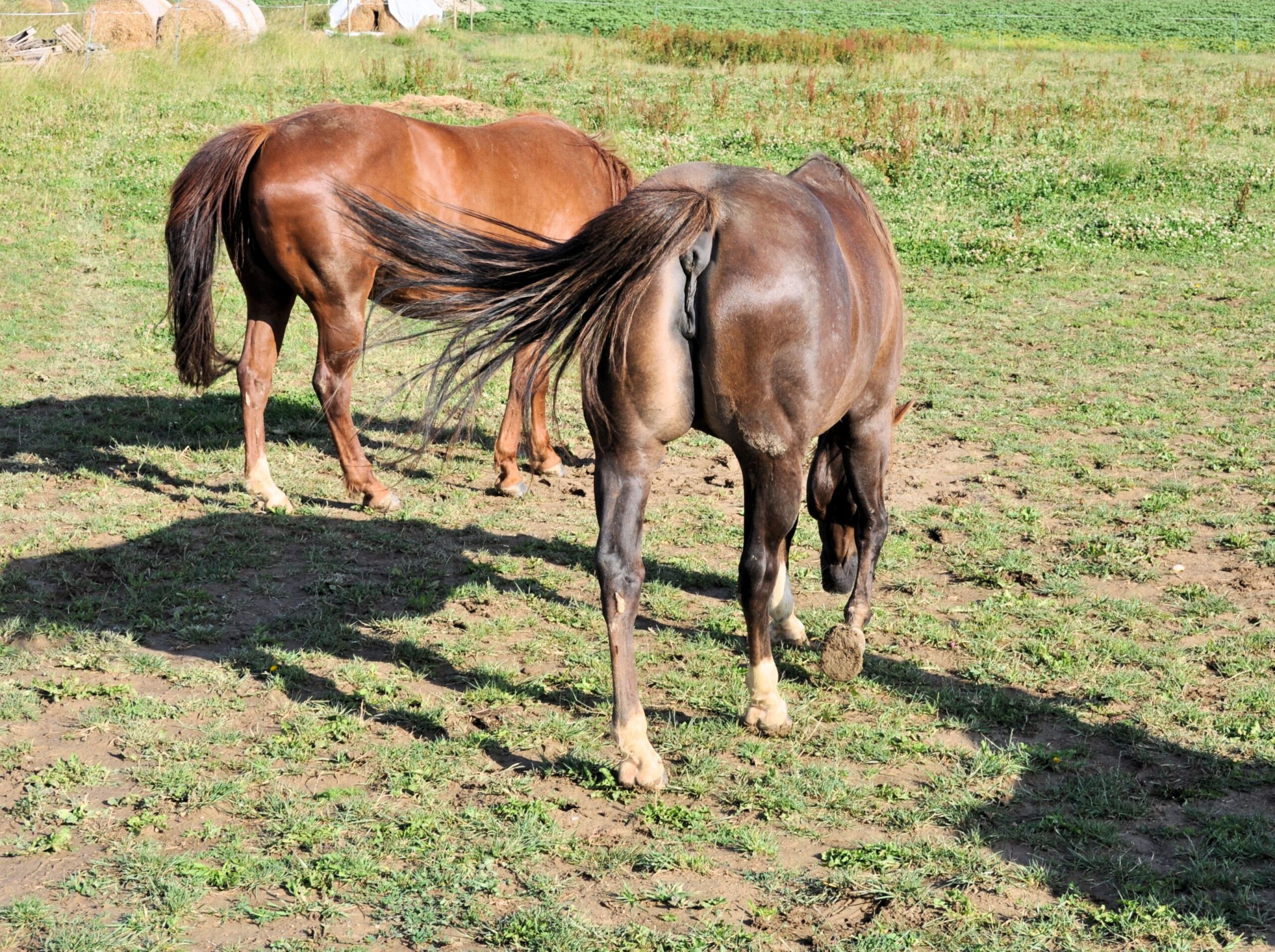 well-built-mare-characteristics-care-hygiene
