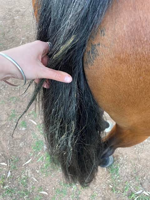 mare hygiene