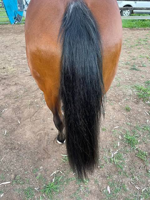 mare hygiene